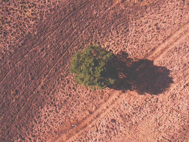 tree shadow drone view and bird view 4k