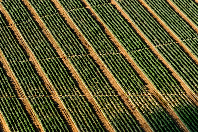 drone perspective of vineyard rows, _vineyard rows 4k