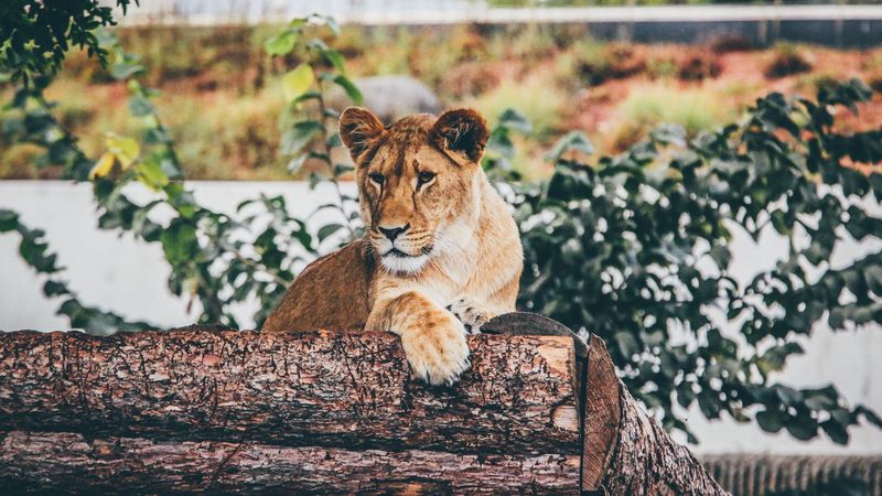 lion, cub, log, sitting, 4k