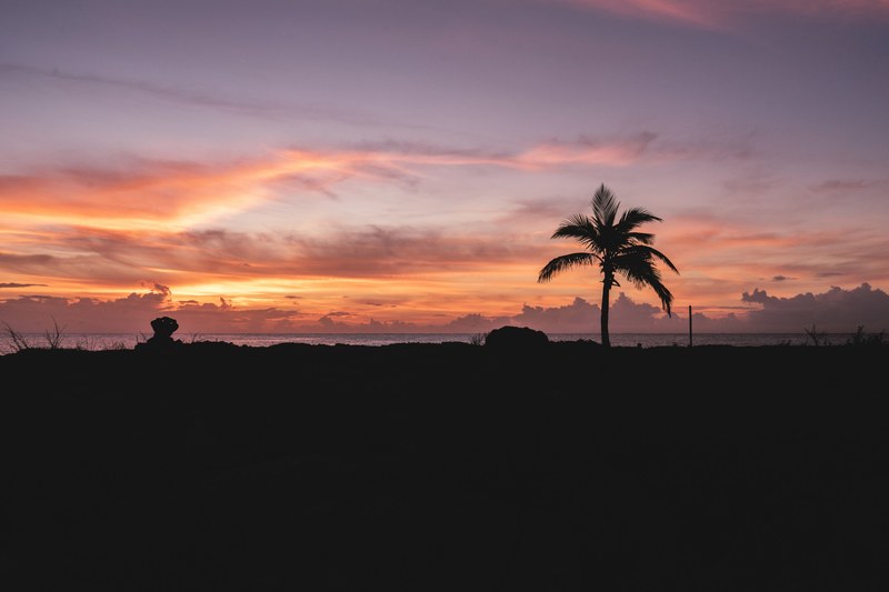 cloud tree palm and palm tree 4k