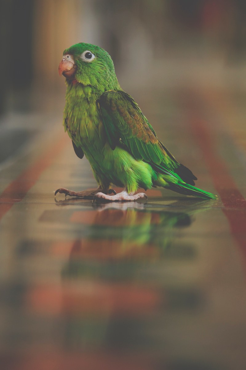 green parrot walking on a reflective painted marble floor, green parrot walking 4k