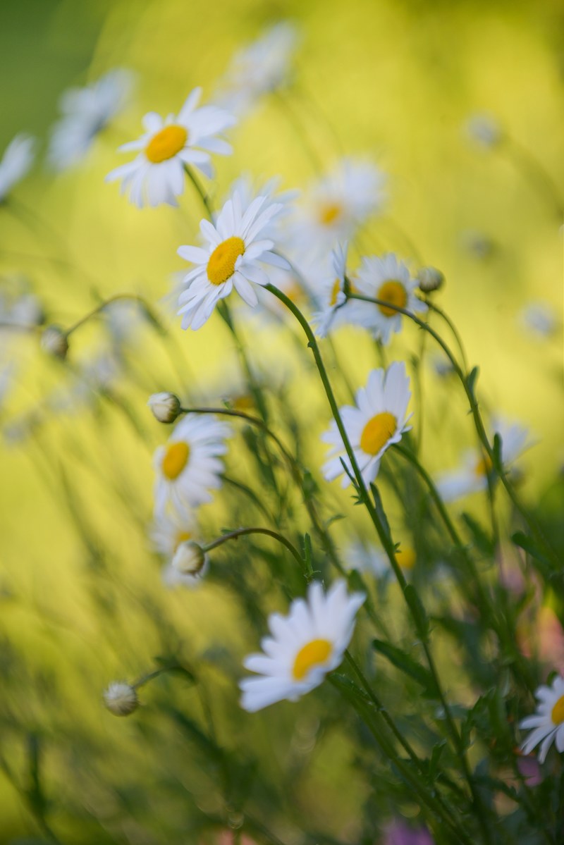 chrysanthemum flower in summer garden 4k