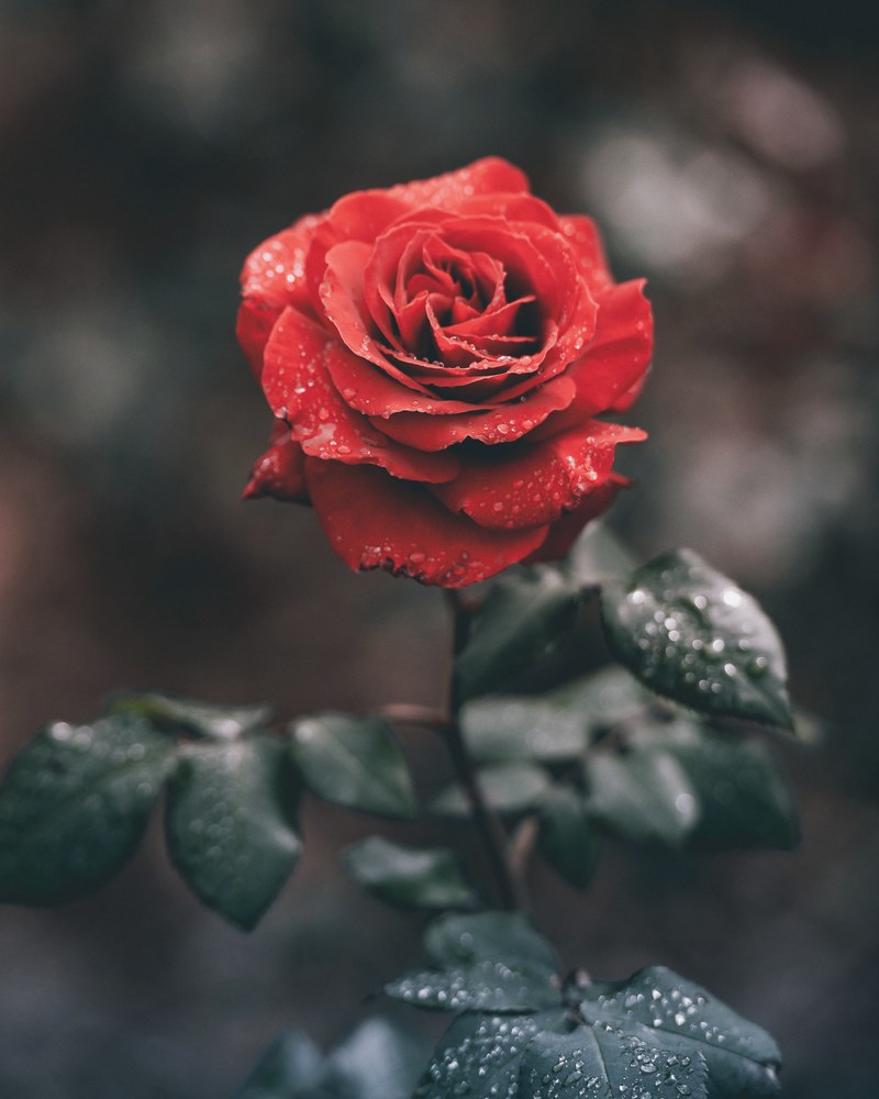 close up of a red rose with its petals and leaves covered in waterdrops, wet red rose 4k