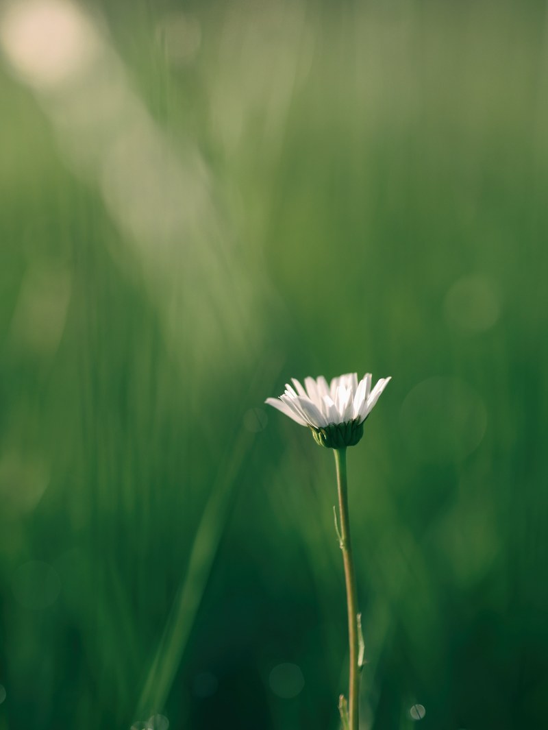 a white daisy flower opening up in sunlight, sunshine on a white daisy 4k