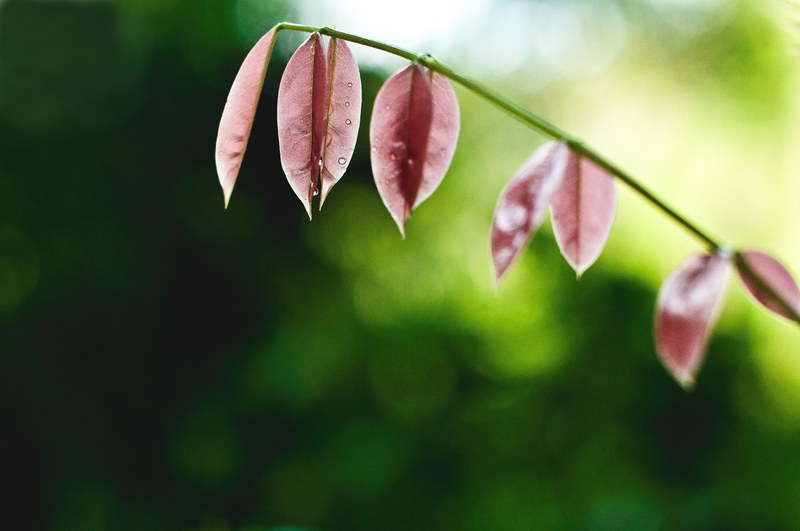 leaf stem plant and raindrop 4k
