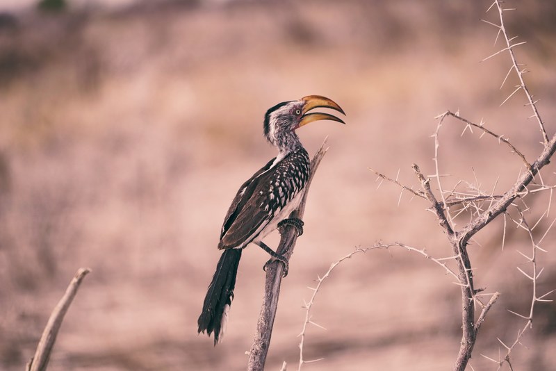 a yellow beaked black and white feathered bird perched on a branch, just cooling down 4k
