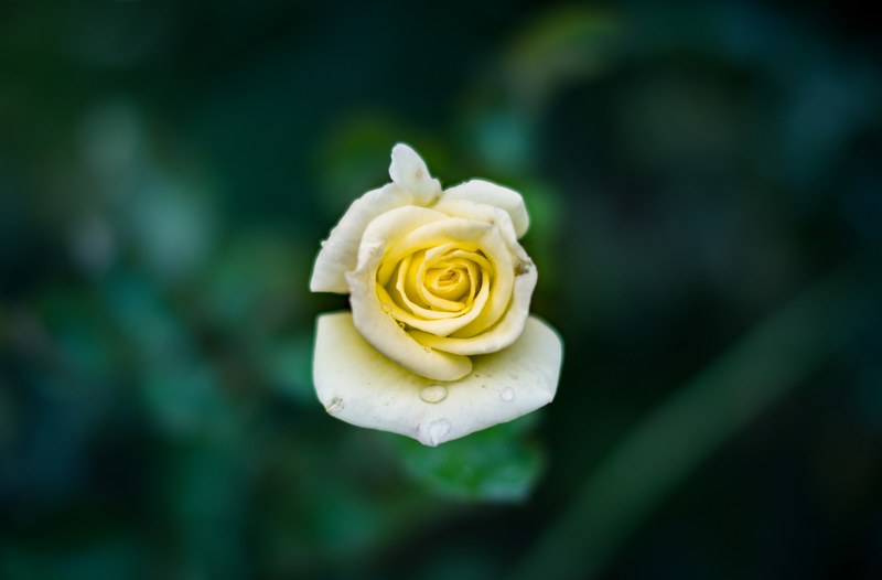 close up of a yellow rose covered in water droplets, yellow rose with dewdrops 4k