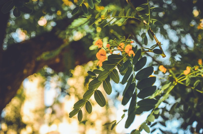 flower tree botanical and bloom 4k