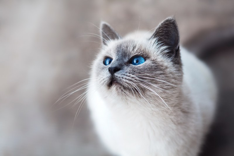 close up of a blue eyed cat looking up, startled blue eyed cat 4k