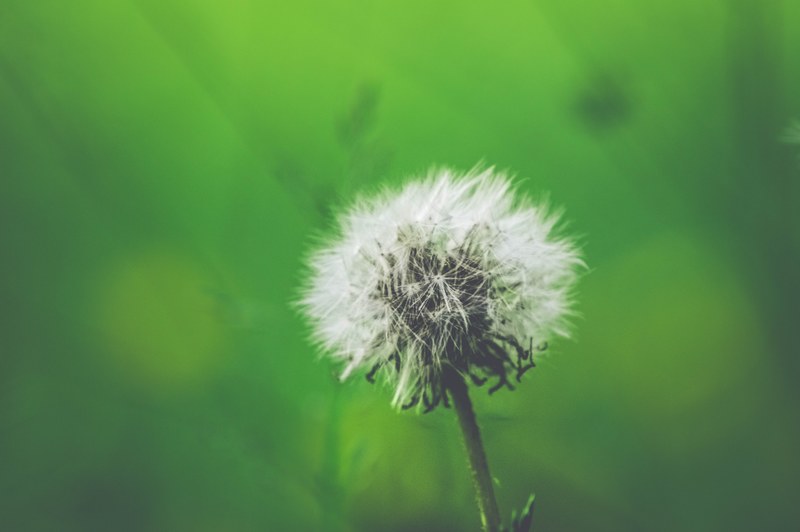 fully dandelion weed growing in a green landscape, dandelion fluff 4k
