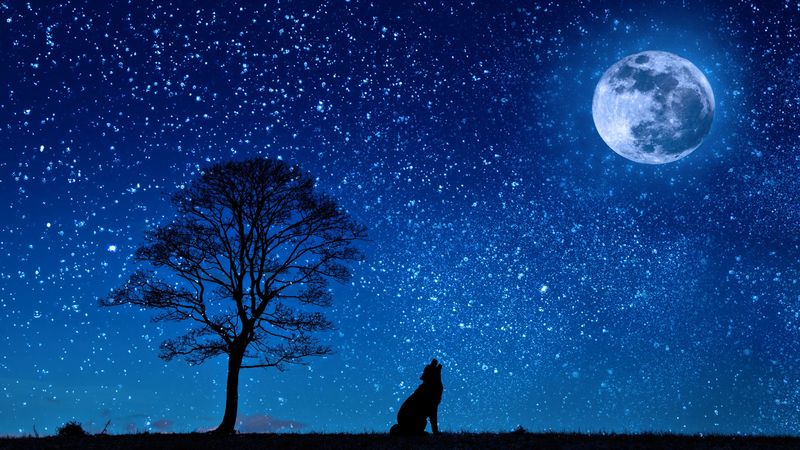 wolf, starry sky, tree, moon, 4k