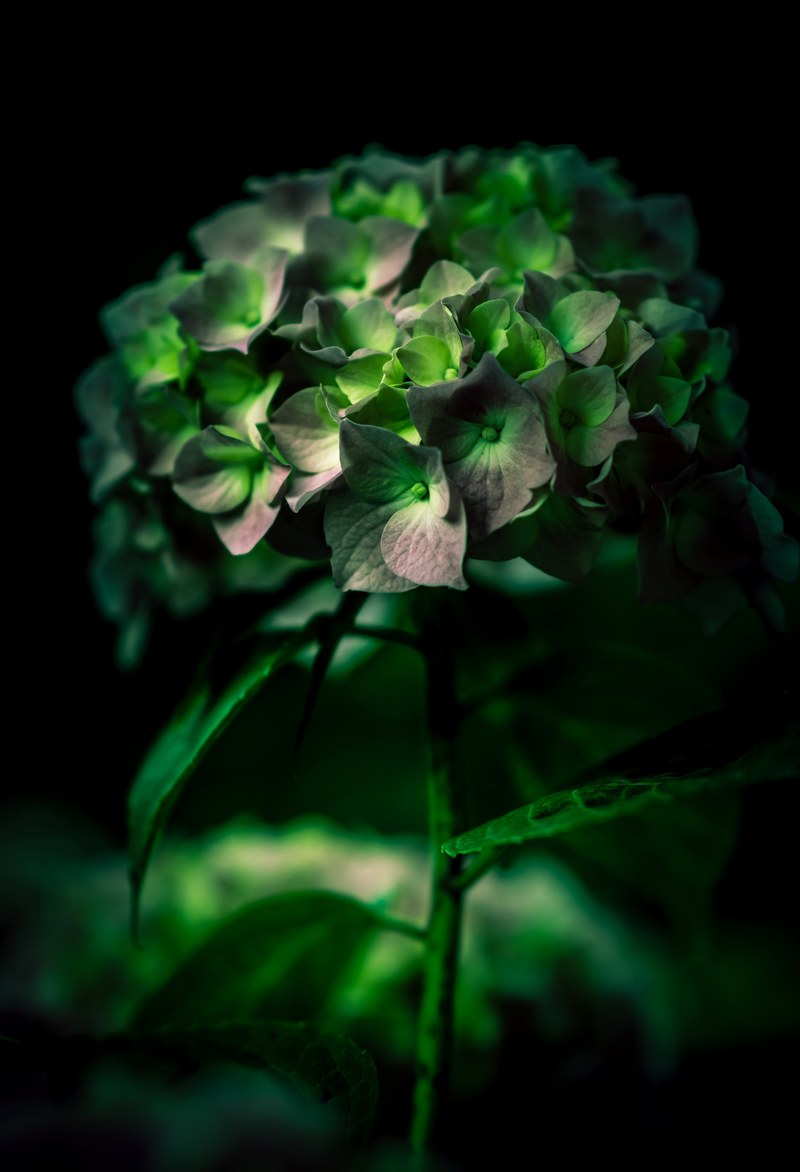 hydrangea plant flower and flora hd, 4k