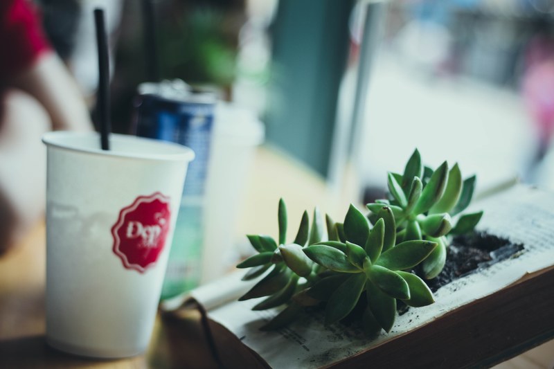 cafe cup and can of soda by decorative succulents, cafe decor 4k