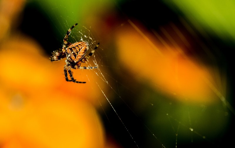 spider insect web and spider web 4k