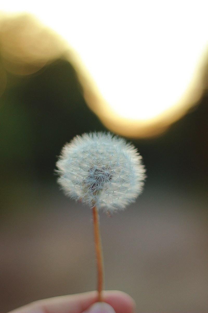 a person holding a dandelion in their hand, make a wish 4k