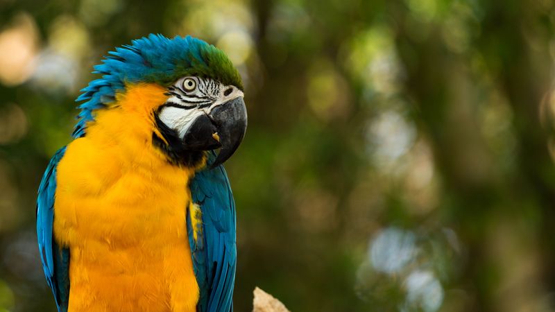 parrot, yellow, blue, 4k