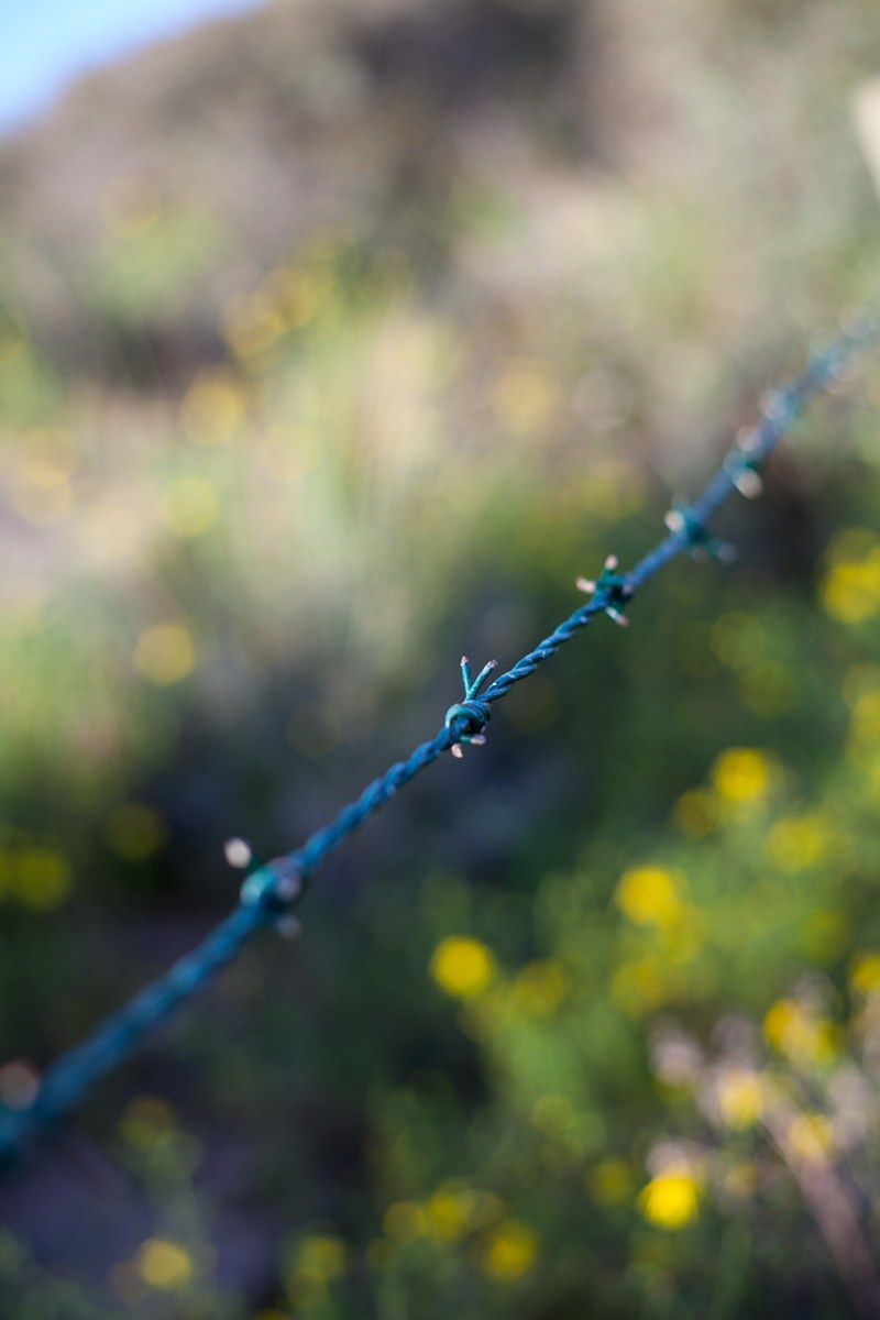 nature flower plant and barbed wire hd, 4k