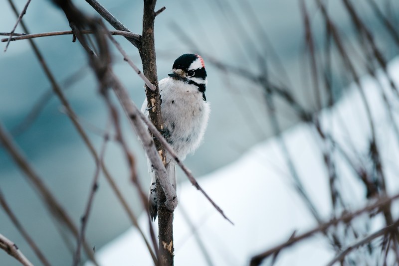 a black and white bird perches on a tree branch with snow in the background, bird perching on a branch in the snow 4k
