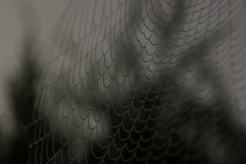 web spiderweb cobweb and spider 4k