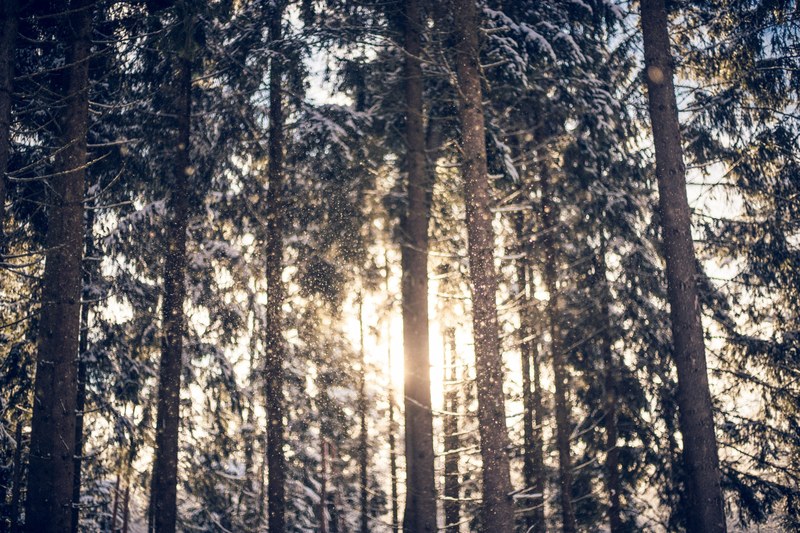snowflakes in the sun 4k