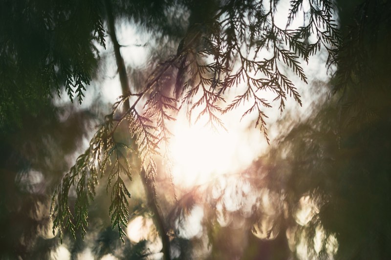 the sun peaking through the branches of a cedar tree in millington wood, millington wood morning 4k
