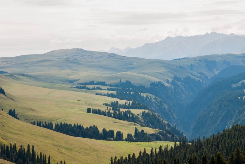 grassy hills and a wooded valley in mongolia, green mongolian valley 4k