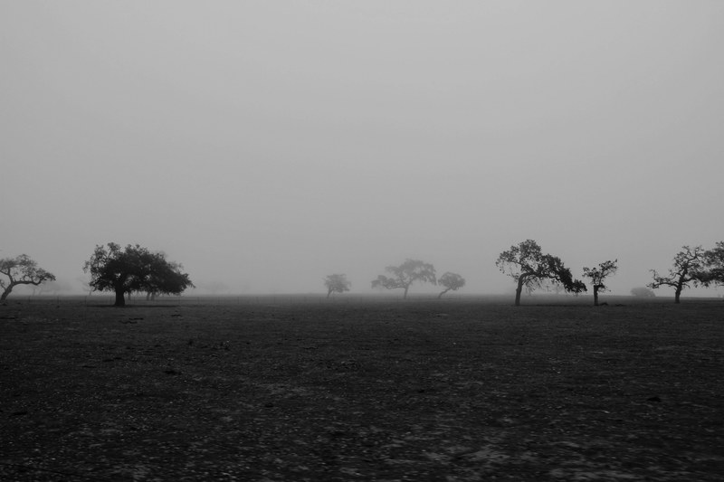 monochromatic view of a desolate field with trees in the fog, foggy isolation 4k