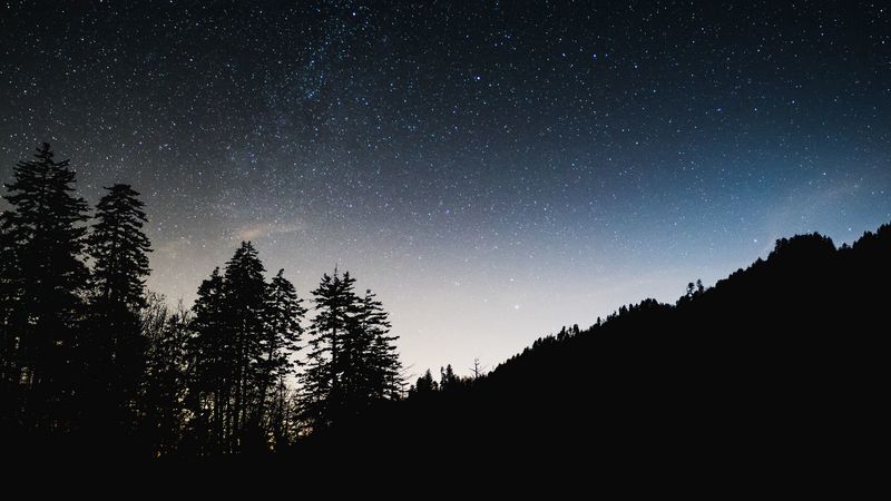 starry sky, trees, sky, night, glitter, 4k
