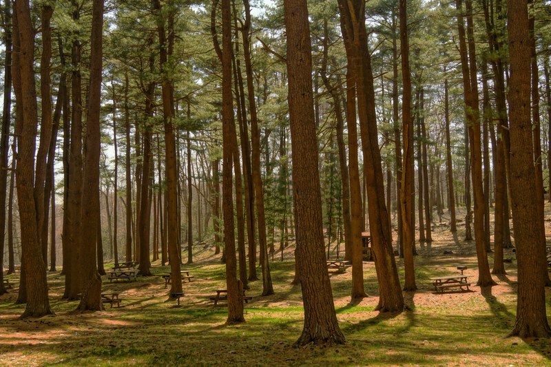 forest tree wood and outdoor 4k