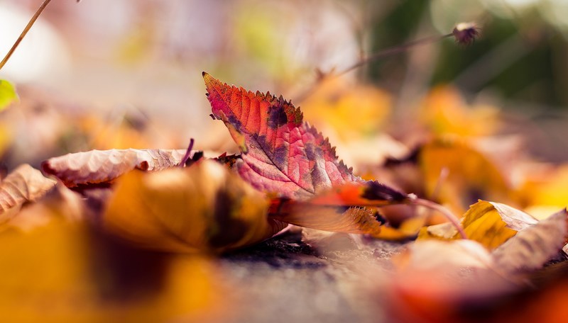 leaf blur seasonal and fall 4k