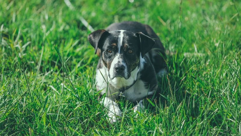 dog, grass, lying, muzzle, 4k