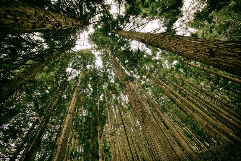 a low angle shot of a tall canopy of coniferous trees, from roots to needles 4k