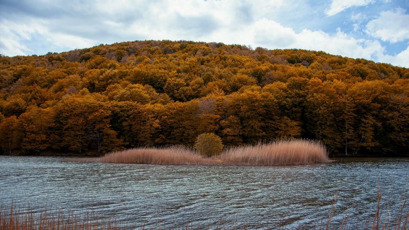river, trees, autumn, grass, 4k