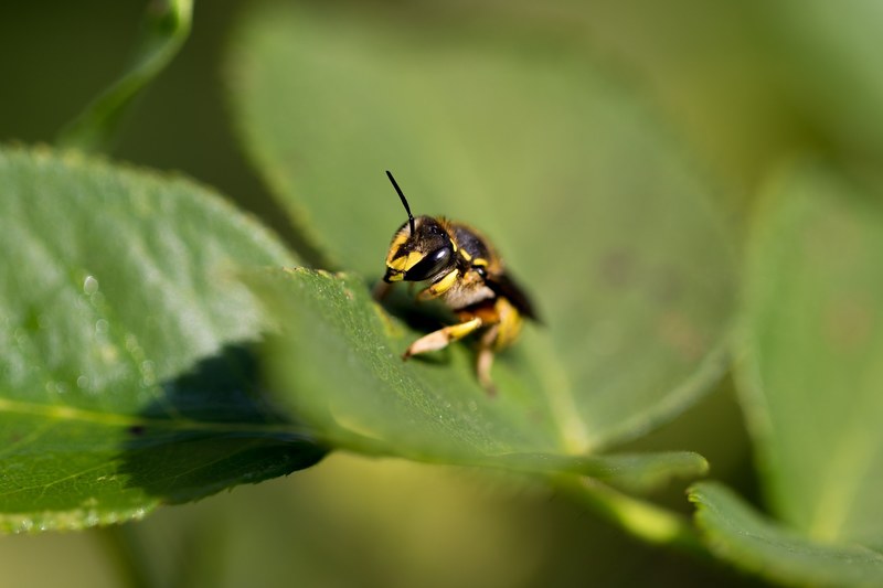 bee sits on a green leaf waiting to fly, buzzing bee 4k