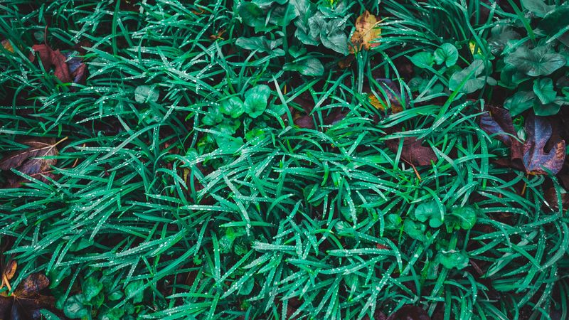 grass, drops, leaves, green, 4k