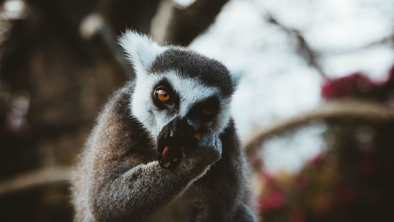 lemur, animal, muzzle, eat, 4k