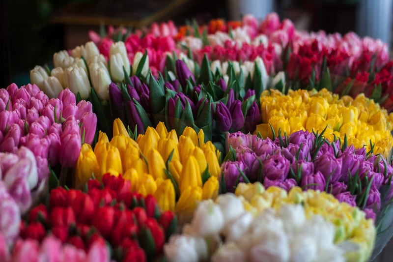 yellow purple red white and pink tulips in bloom in spring lviv, colorful tulip bouquets 4k