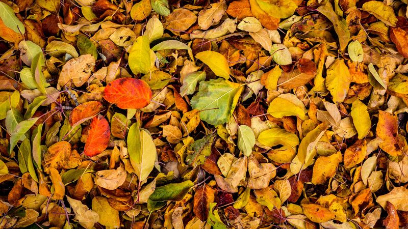 leaves, autumn, dry, fallen, 4k