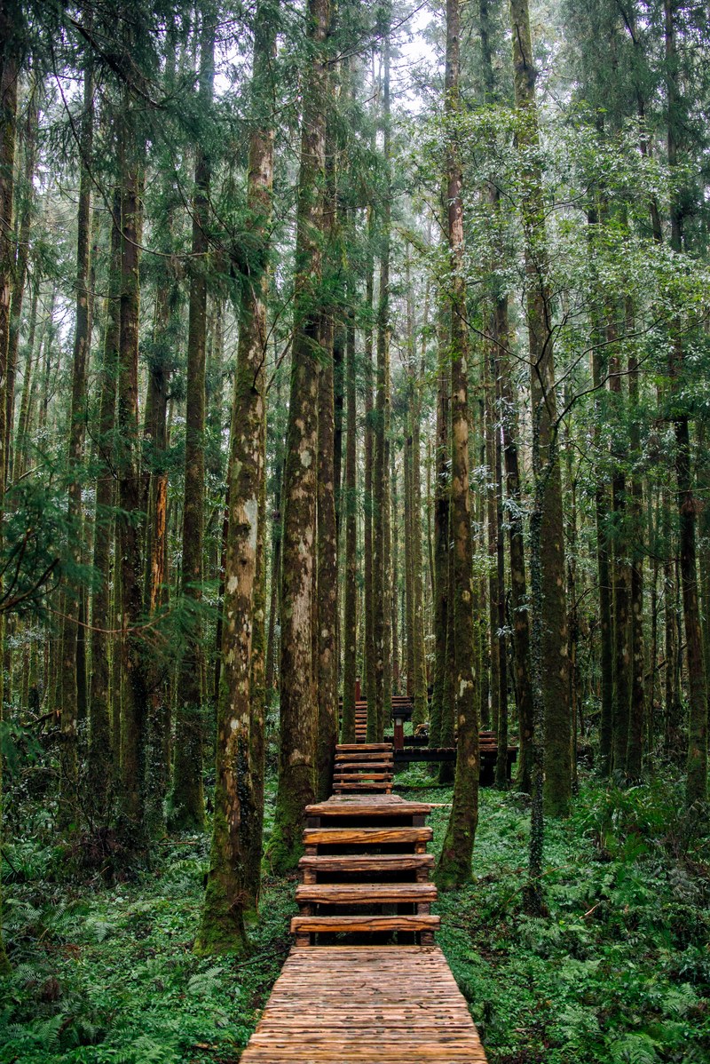 ming zhi forest taiwan 4k