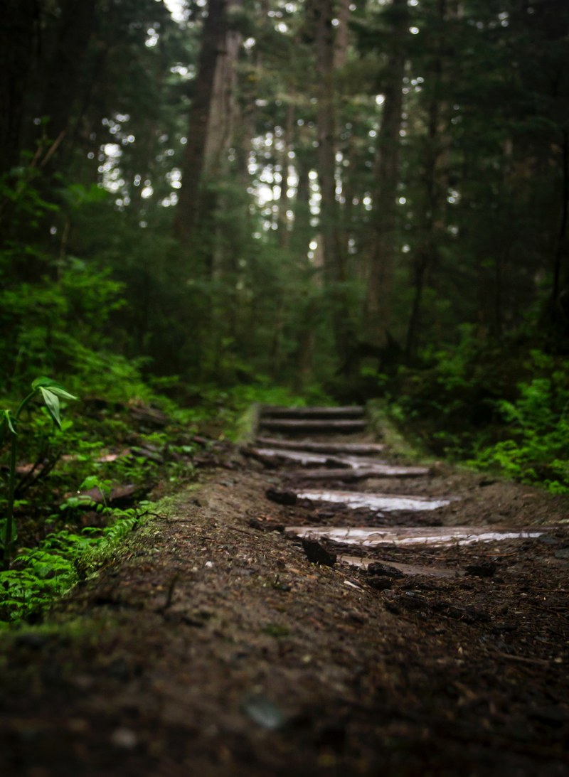 wooden steps on a trail through a forest, endor vibes 4k