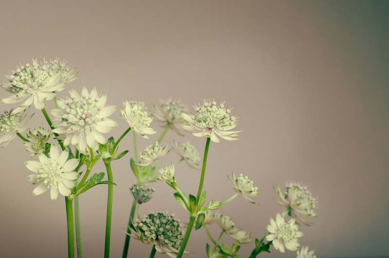close up of white wild flowers against a white wall, white wild flowers 4k