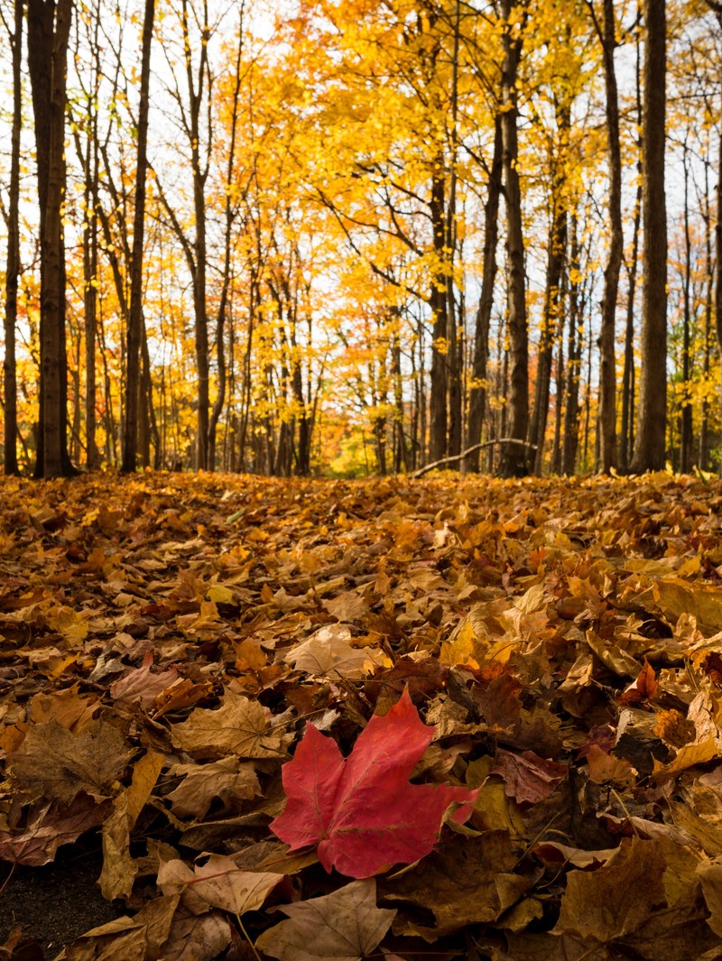 a red leaf among many orange leaves on the ground near a forest, _red orange leaves 4k