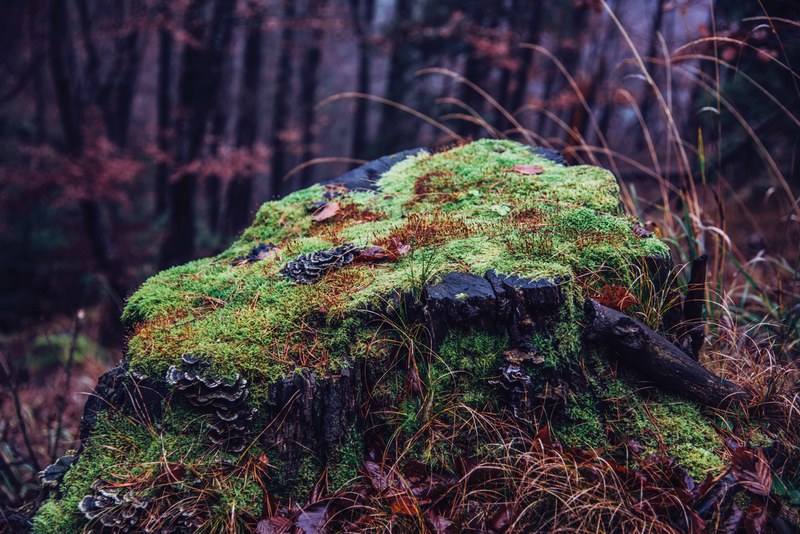 tree summer forest and tourism 4k