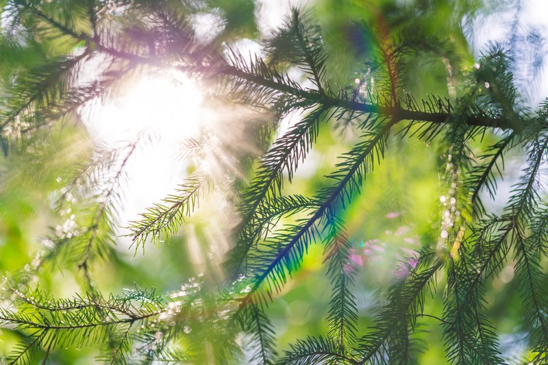 fir spruce branch and evergreen 4k
