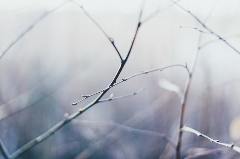 hue tone wilderness and wild 4k