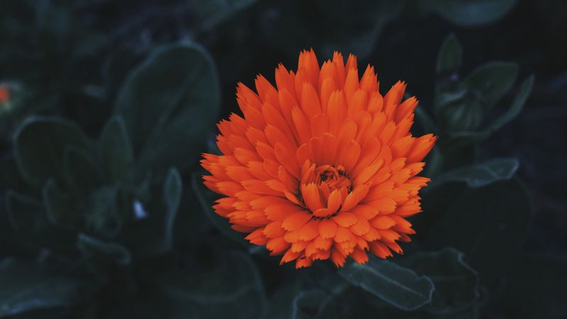 flower, bud, petals, red, 4k