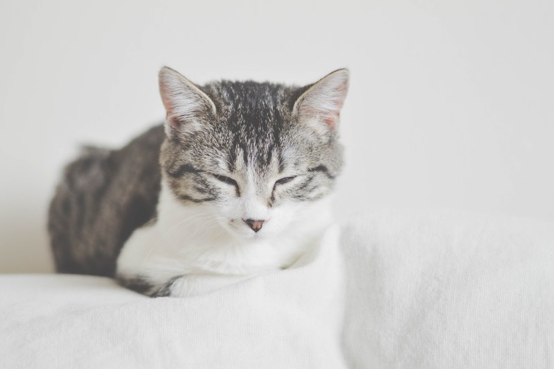 a tabby cat dozing off on top of a white sofa, sleepy tabby 4k