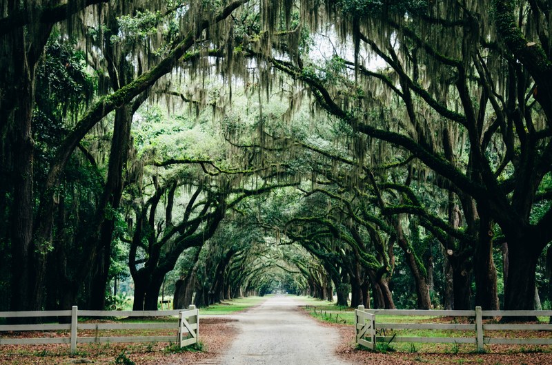 a tree archway over a dirt path in a park, tree archway in a park 4k