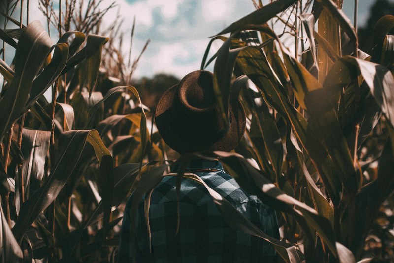 a person wearing a brown hat and plaid shirt standing in the middle of a cornfield in cianorte, cornfield in cianorte 4k