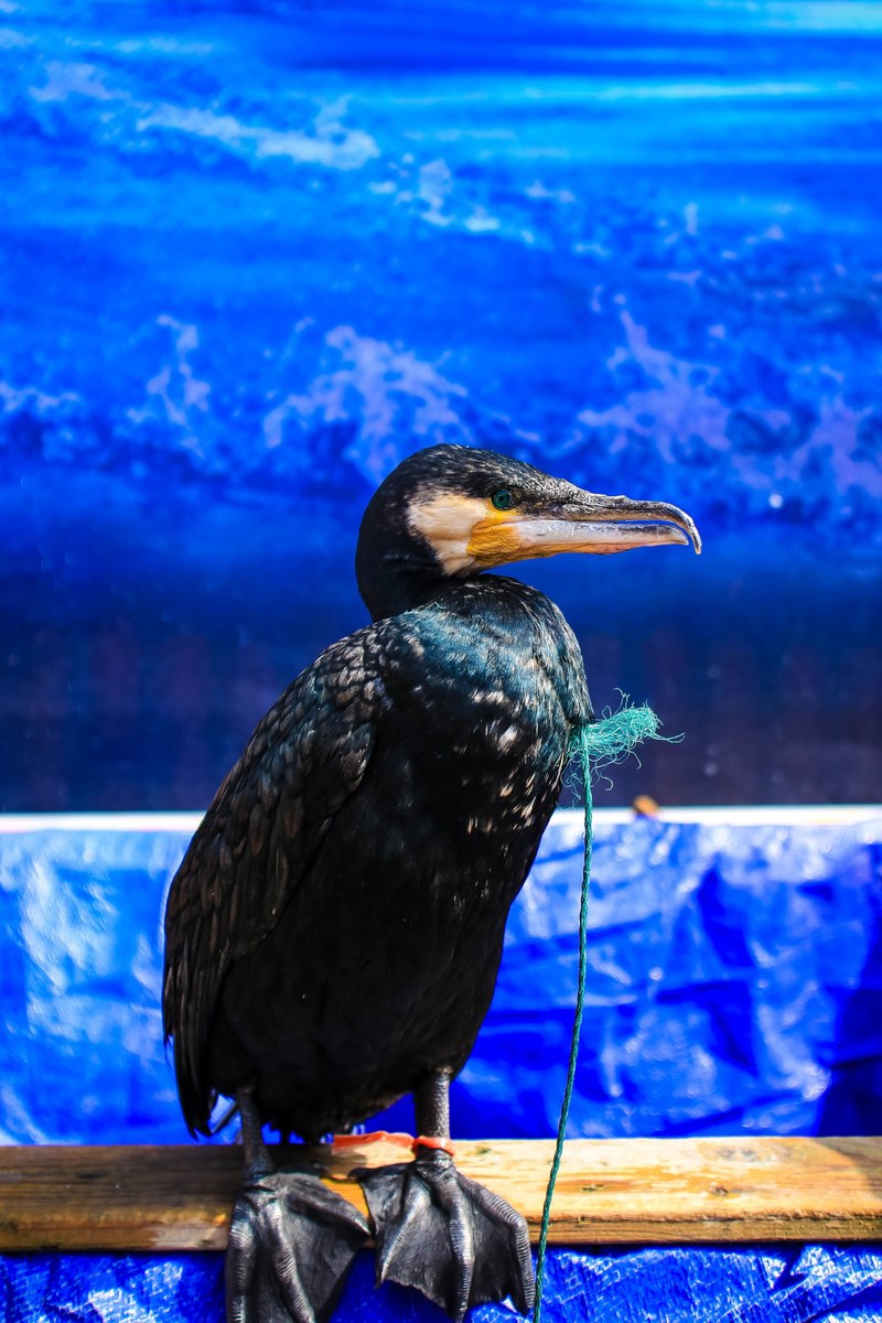 black waterfowl with webbed feet perched against a blue backdrop, black waterfowl 4k